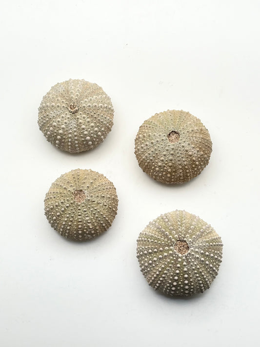 Fossilized Sea Urchin- Energetic Protection, Ancient Wisdom, Inner Strength, Patience