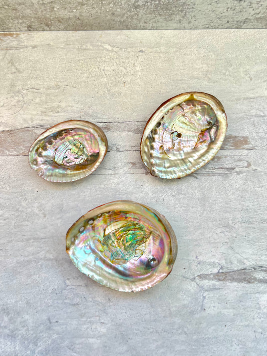 Small Abalone Shell Smudge Bowl