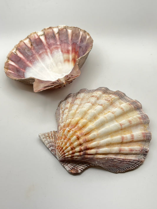 Lions Paw Scallop Seashell for Smoke Cleansing