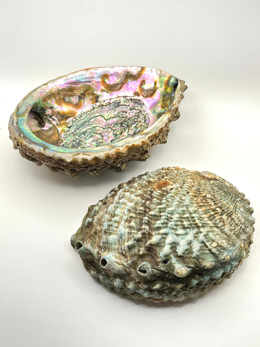 Abalone Shell Smudge Bowls