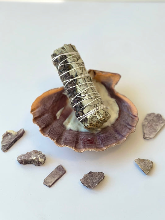 Lions Paw Scallop Seashell for Smoke Cleansing