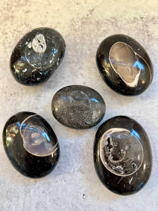 Colus Fossil Palm Stones- Flow, Emotional Healing, Balance, Fluidity