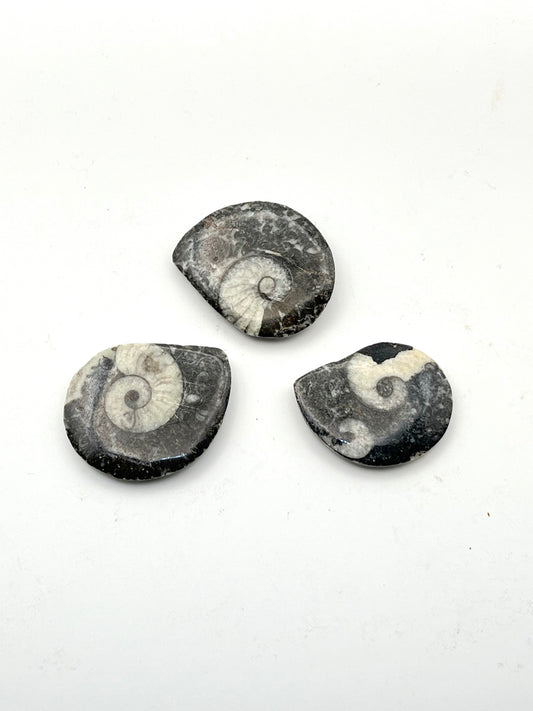 Moroccan Orthoceras Fossils- Ancient Earth Wisdom, Transformation, Resilience, Adaptation + Flow