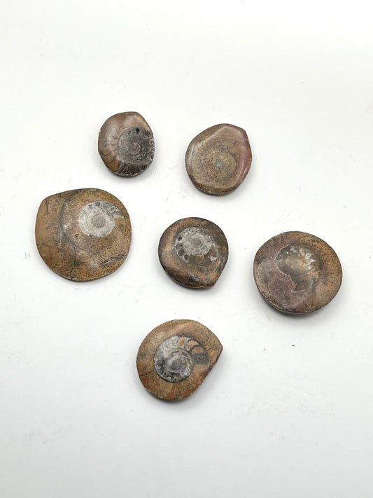 Moroccan Orthoceras Fossils- Ancient Earth Wisdom, Transformation, Resilience, Adaptation + Flow