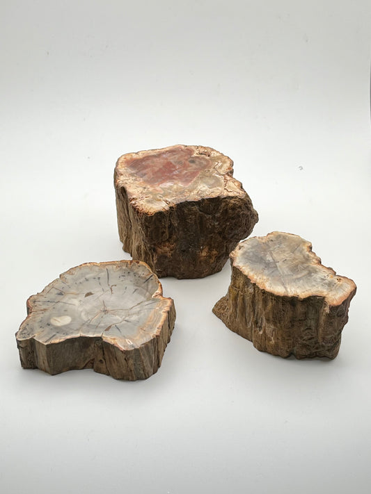 Petrified Wood Stumps- Grounding, Ancient Wisdom, Patience, Healing, Past Lives