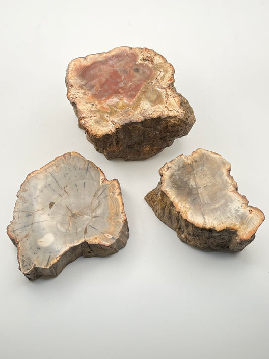 Petrified Wood Stumps- Grounding, Ancient Wisdom, Patience, Healing, Past Lives