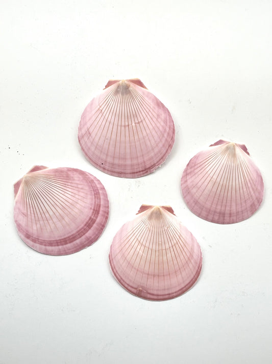 Sun + Moon Pink Scallop Shells- Nurturing, Duality, Divine Feminine Energy, Harmony
