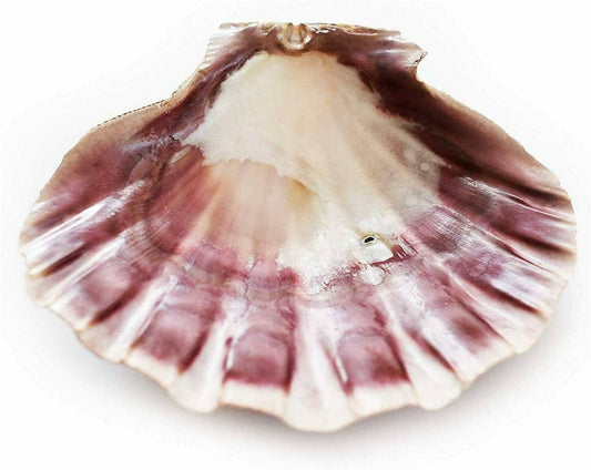 Lions Paw Scallop Seashell for Smoke Cleansing